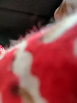 Kolkata   Boy online show from November 16, 5:46 am